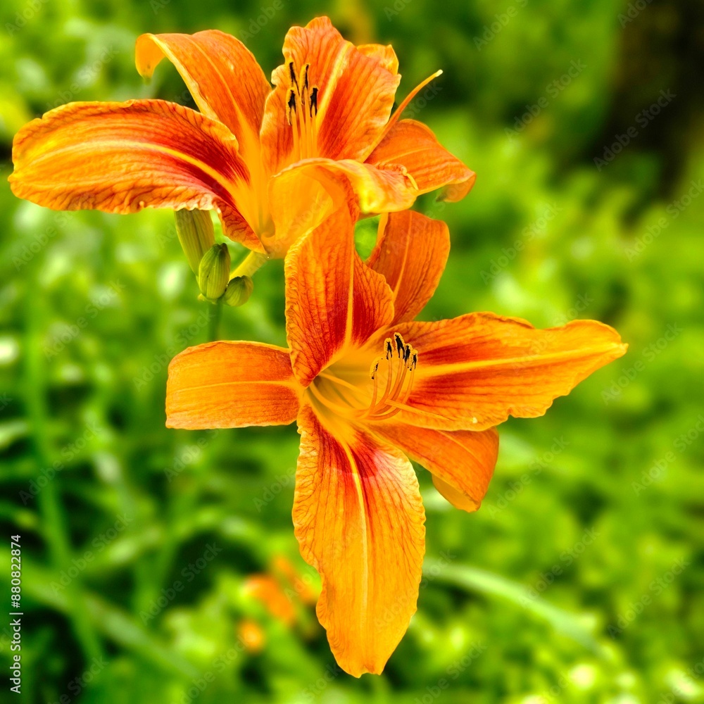 orange tiger lily orange tiger lily