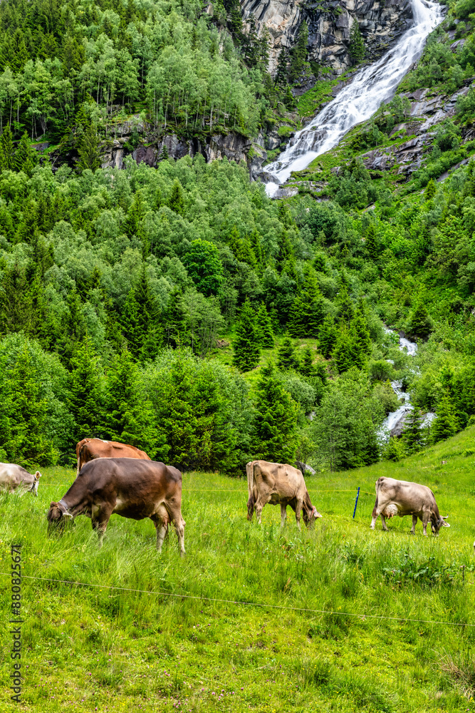 Fototapeta premium The beautiful Stilluptal valley, also called the waterfall valley and cows grazing near Mayrhofen in Austria, Europe