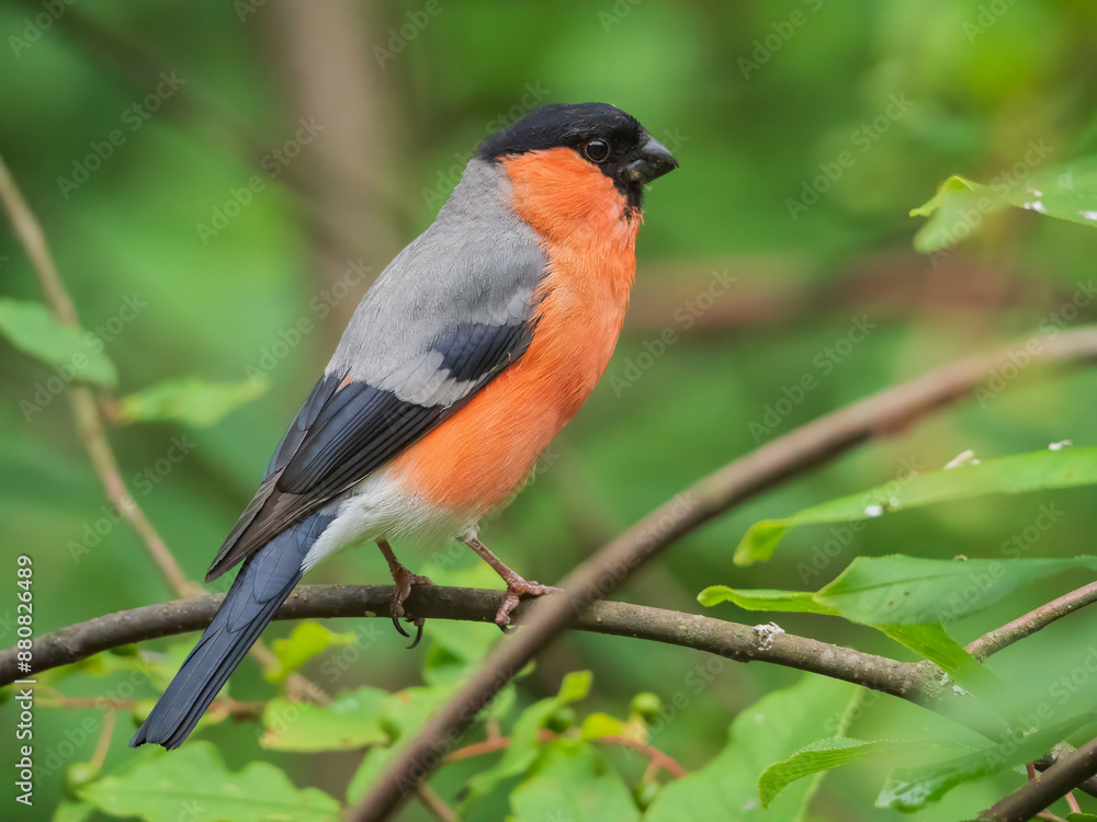 A male bullfinch sitting on the branches of a tree. Close-up portrait of a bird. A male bullfinch sitting on the branches of a tree. Close-up portrait of a bird.