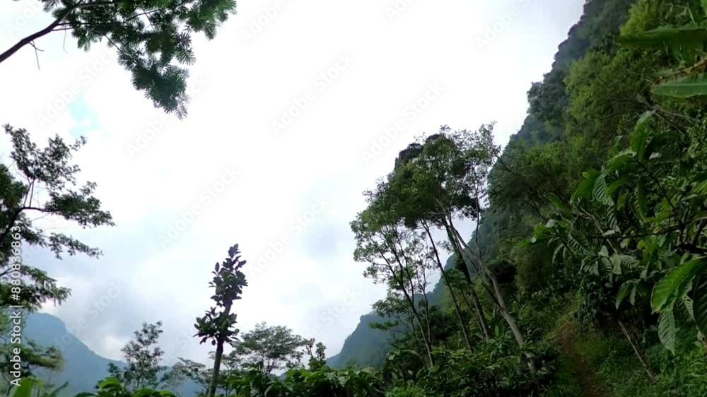 Lush Green Forest on a Cloudy Day Lush Green Forest on a Cloudy Day
