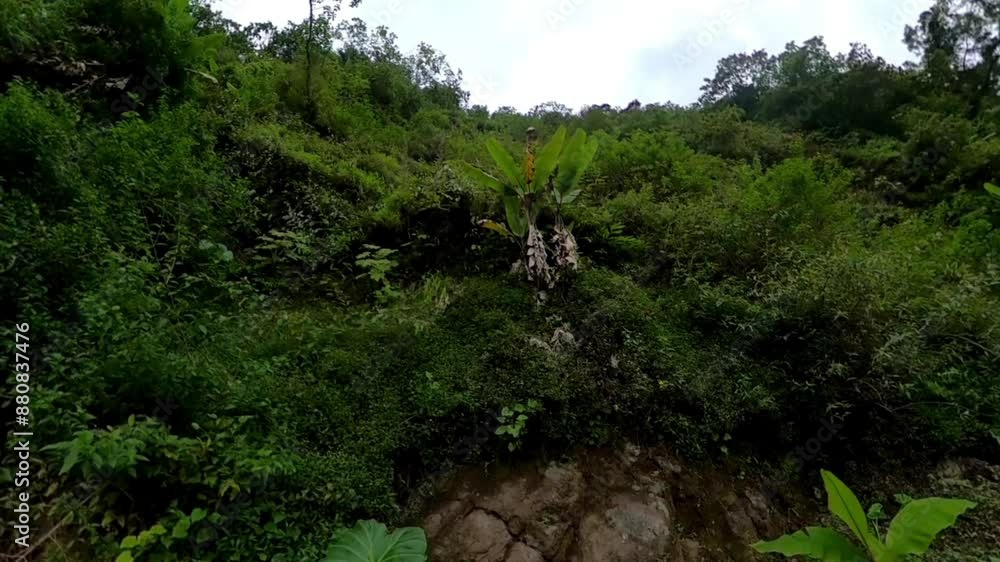 Lush green hillside with dense vegetation and banana trees Lush green hillside with dense vegetation and banana trees