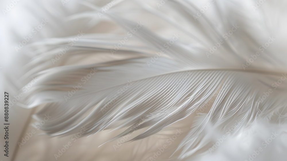 A feather with a white background A feather with a white background