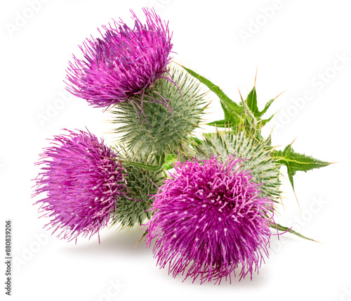 Milk thistle or St. Mary's thistle flowers isolated on white background.
