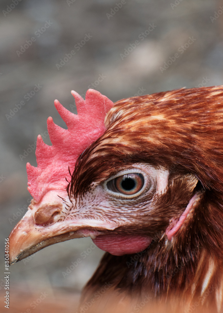 Macro scattata ad un giovane pollo a Tassarolo.