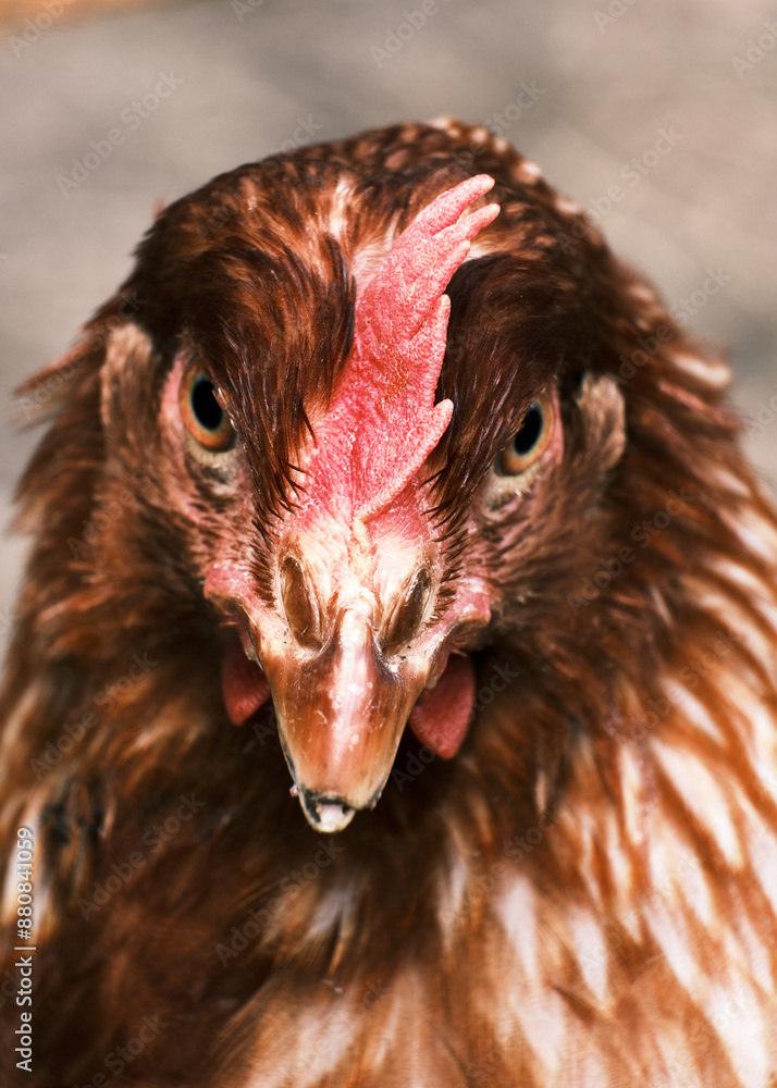 Macro scattata ad un giovane pollo a Tassarolo.
