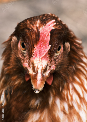 Obraz na płótnie Macro scattata ad un giovane pollo a Tassarolo. w salonie