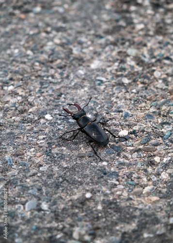 Obraz na płótnie Macro scattata a Tassarolo nelle vie del centro storico di Tassarolo ad un coleottero. w salonie