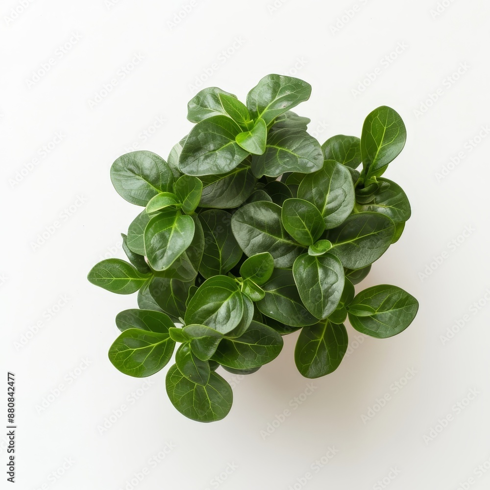 An isolated green leaf of turmeric (Curcuma longa), the ginger medicinal herb. The clipping path is included. An isolated green leaf of turmeric (Curcuma longa), the ginger medicinal herb. The clipping path is included.