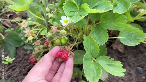 Deformed Strawberries or nubbins also known as button berries on the plant in the garden. Caused by frost damage or nutrient deficiencies. photo