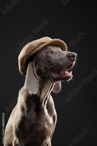 portrait of a weimaraner  dog