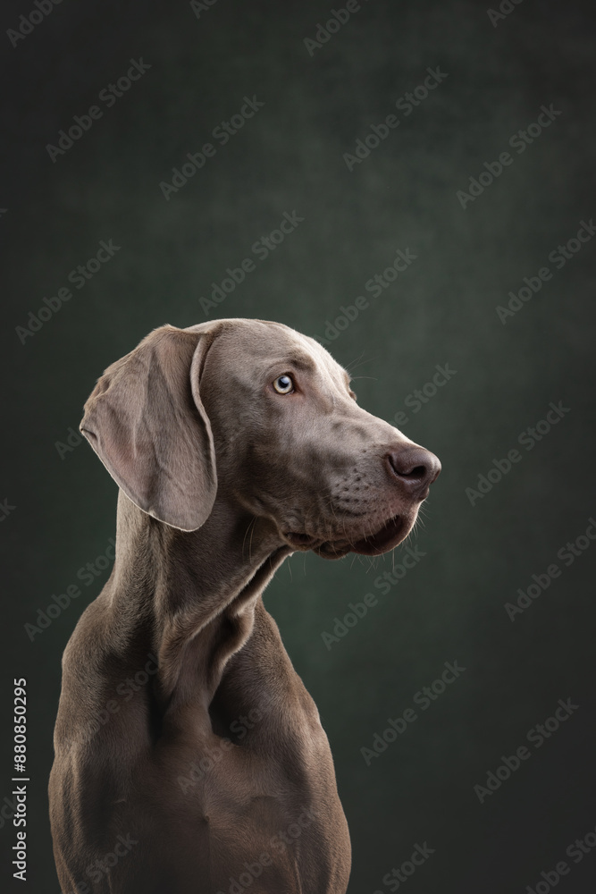 portrait of a weimaraner dog portrait of a weimaraner dog