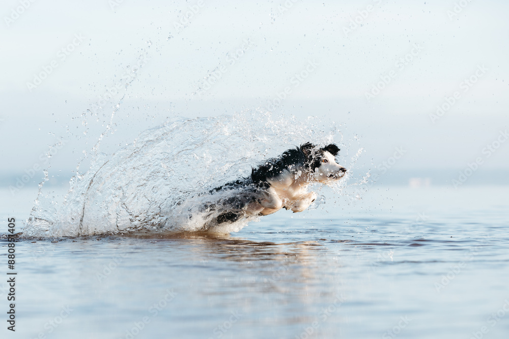 Obraz premium Border collie dog playing in the water