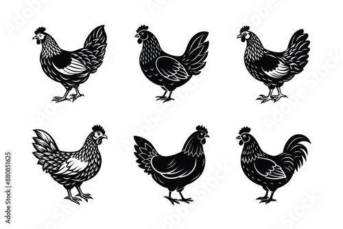set of hen chicken Black Silhouette Bundle - Stunning Vector Illustrations for Wild or domestic animals Nature Lovers, isolated on white