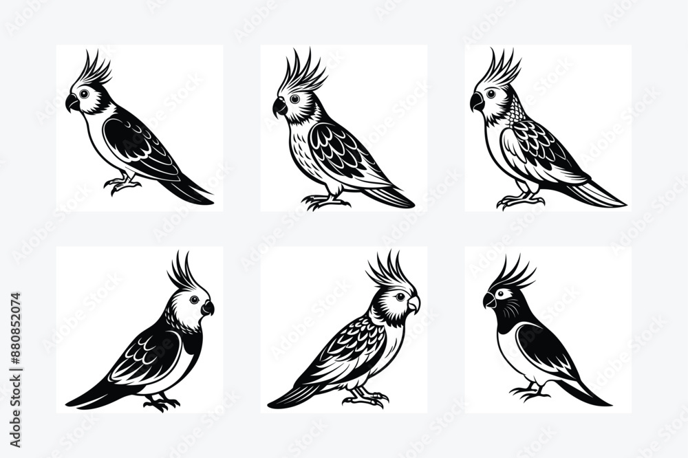 Fototapeta premium set of Cockatiel Parrots Bird Black Silhouette Bundle - Stunning Vector Illustrations for Nature Lovers, isolated on white