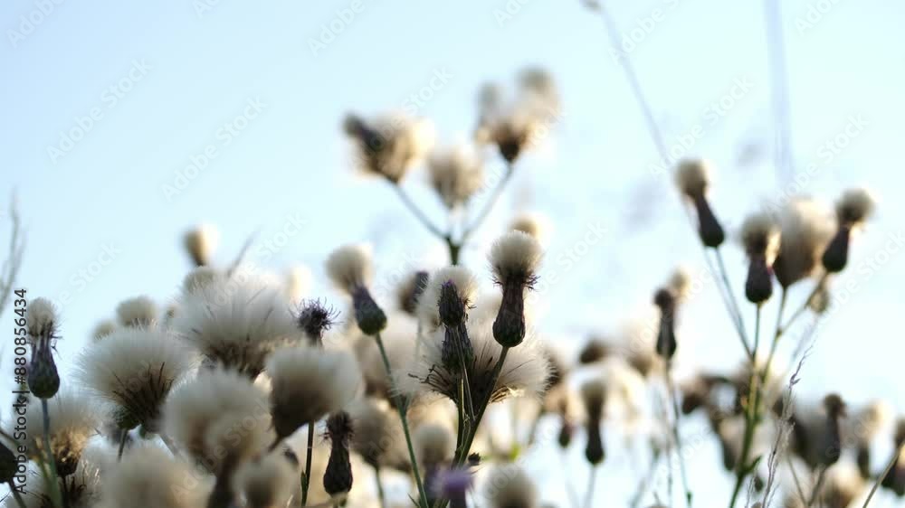 Cirsium arvense. Field medicinal plants. Wild flowers swaying in the wind. Creeping thistle or pink sow-thistle Cirsium arvense. Field medicinal plants. Wild flowers swaying in the wind. Creeping thistle or pink sow-thistle