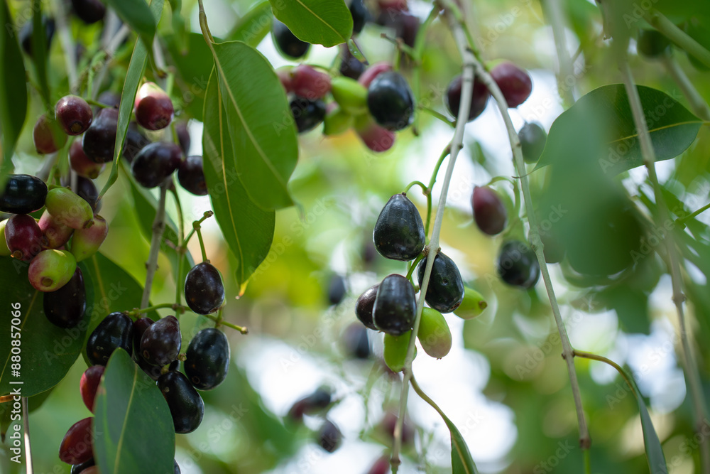 Jamun Fruit