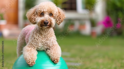 Poodle balancing on a stability ball in a garden, emphasizing core strength and fitness, canine focus, health concept