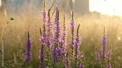 Purple loosestrife flowers closeup. Purple loosestrife. Lythrum salicaria wildflower. 