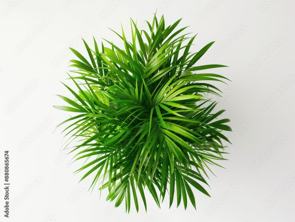 topdown view of lush areca palm in modern planter vibrant green fronds radiating outward on minimalist white surface