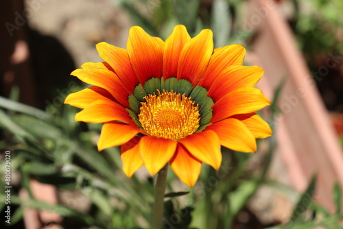 A close-up photo of a vibrant yellow African daisy with glistening water droplets and emerald green leaves.