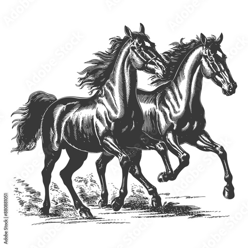 two horses galloping with engraving style