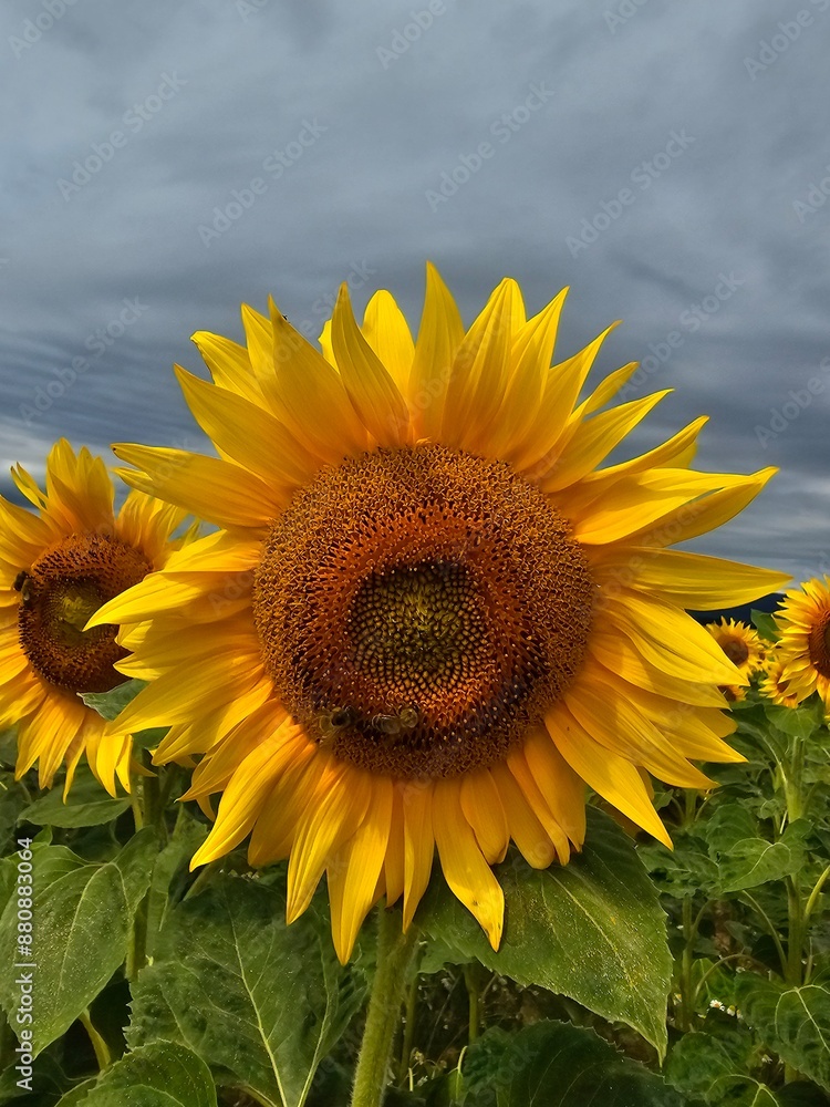 Fototapeta premium sunflower in the field