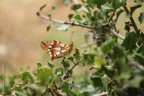  A Queen of Spain Fritillary Butterfly (Issoria lathonia) basks in the sun's glow, its wings shimmering with vibrant orange-violet hues and adorned with delicate black spots,