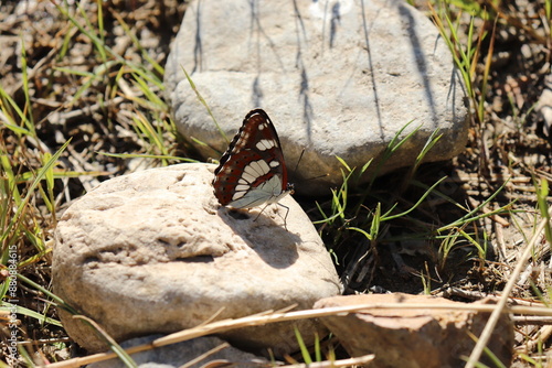 A Blue Spot Butterfly (Limenitis reducta) perches on a rock, its wings shimmering under the sun's rays. The intricate patterns and beauty of the blue hues resemble a work of nature's art.