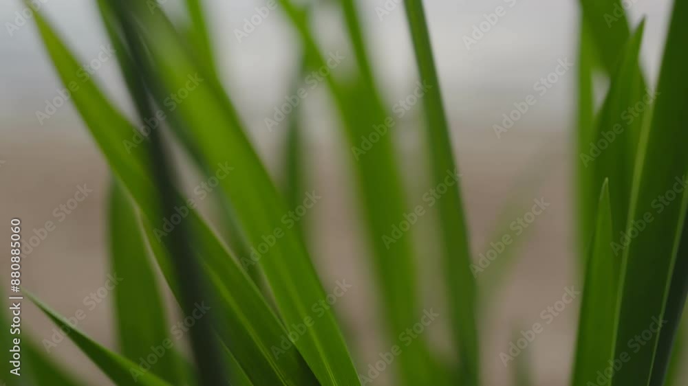 Slow motion meditative green grass waving in the wind at the beach, meditation concept Slow motion meditative green grass waving in the wind at the beach, meditation concept