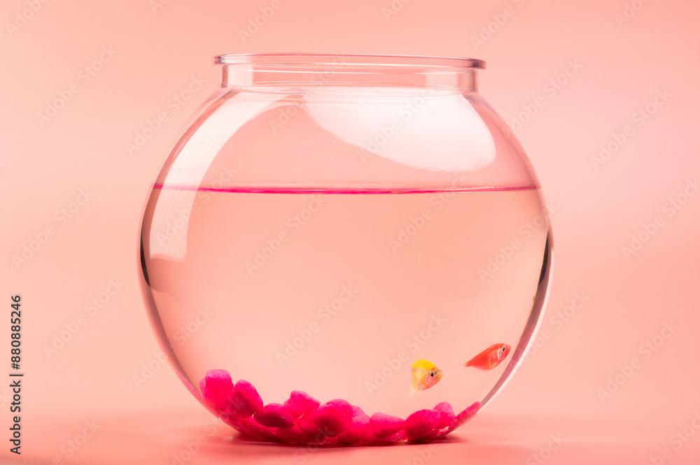 Small pet fishes in aquarium Small pet fishes in aquarium