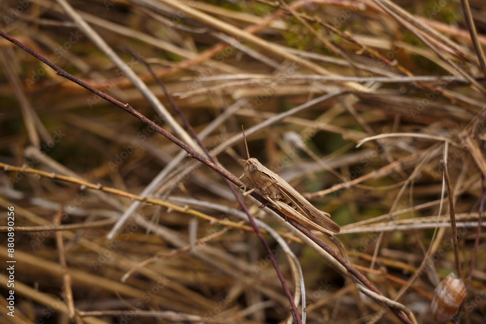 brown locust or short-horned grasshopper on dry straws, mimicry of insects in wildlife. soft focused macro brown locust or short-horned grasshopper on dry straws, mimicry of insects in wildlife. soft focused macro