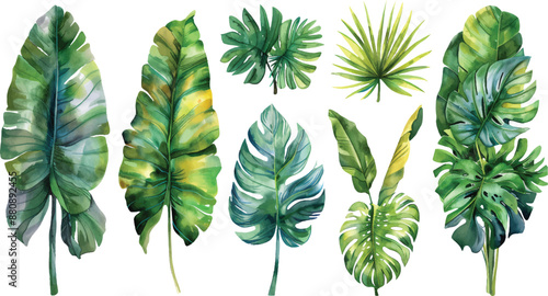 leaves isolated on white