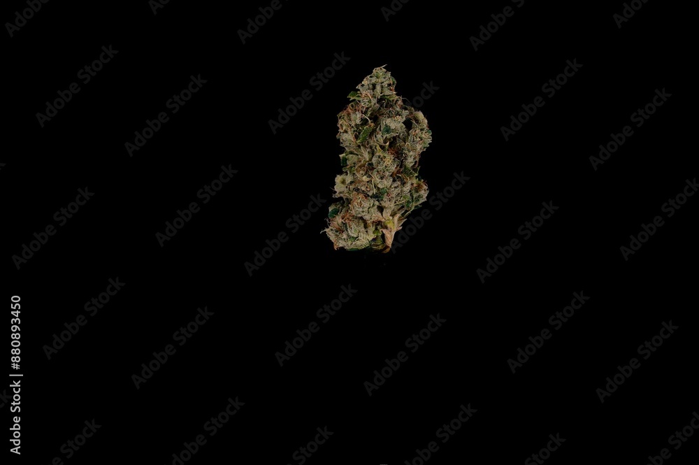Cannabis Product Marketing | Strain: Sour Berry | Grower: Golden Shores Cannabis Company, Warren, MI Cannabis Product Marketing | Strain: Sour Berry | Grower: Golden Shores Cannabis Company, Warren, MI