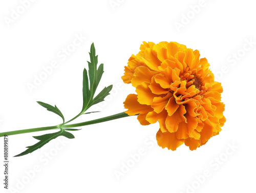 A single orange marigold flower cut out transparent isolated on white background PNG file