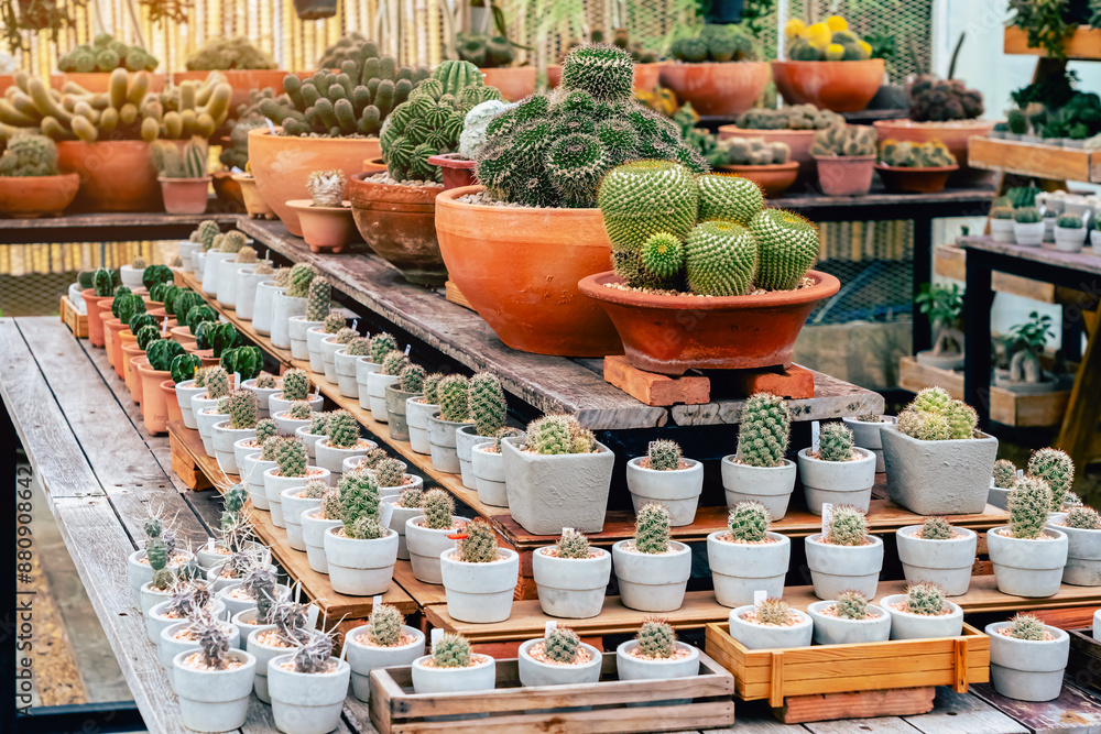Fototapeta premium Various fresh cactus in the farm. A collection of cacti flourishing. Cactus plant in the arboretum. Industrial cactus farm in greenhouse with different types of cacti and succulents grown for sale.