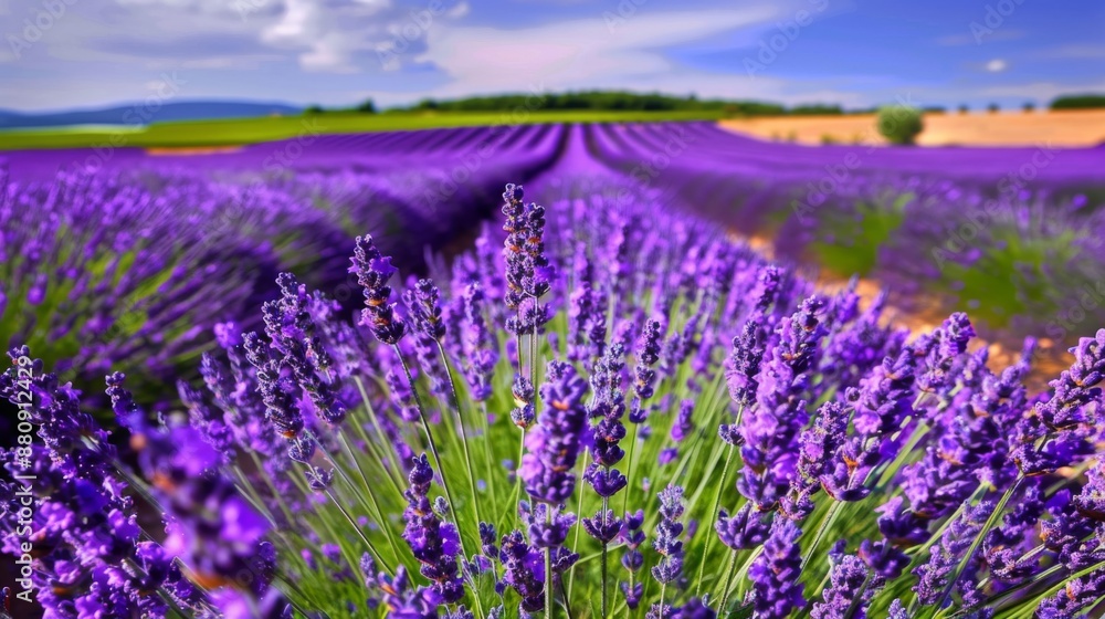 Naklejka premium Captivating Aromas: Discovering Lavender Oil's Fragrance