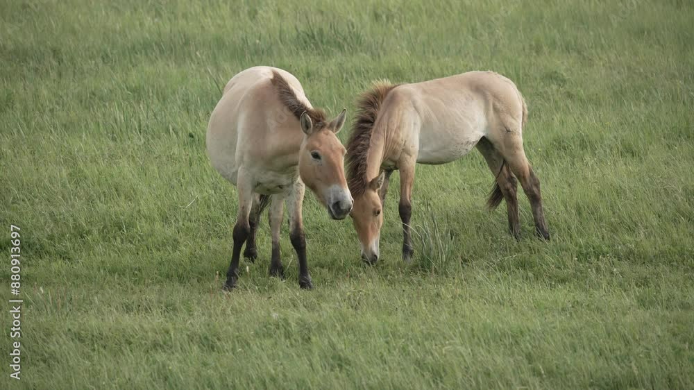 Przewalski Pferd Wildpferd Hustai Mongolei Przewalski Pferd Wildpferd Hustai Mongolei