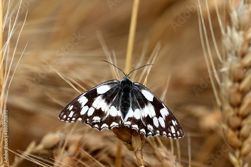 Ein Schmetterling sitzt auf einer reifen Getreideähre