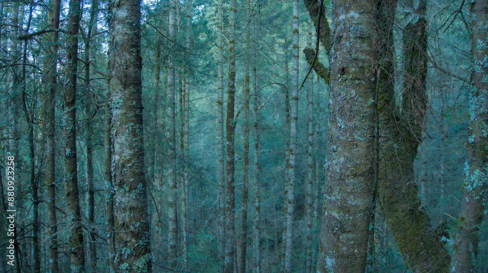 Obraz premium Peaceful landscape with pine and oak forest in the Pico de Orizaba National Park, Mexico, ecotourism in Mexico, forest bathing, eco travel in mexico, calm and serenity