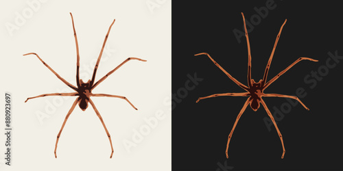 Big spider with long thin legs. Top view. Single isolated colorful illustration. Image tracing, cleaned and simplified image. Realistic style. Not AI.