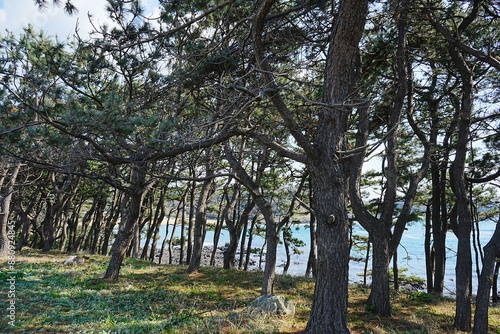 Hato Cape in Sago, Japan - 日本 佐賀 波戸岬  photo