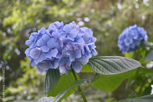 Lato 2024 w Gruzji. Ogród botaniczny w Batumi. Kwiaty. photo