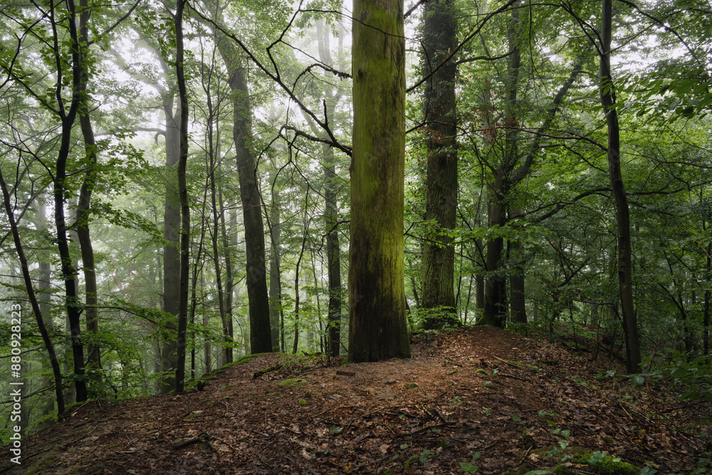 Naklejka premium Weiches Licht am Morgen, frisches Grün im Juli bei Nebel und Dunst , alter Mischwald Dammelsberg