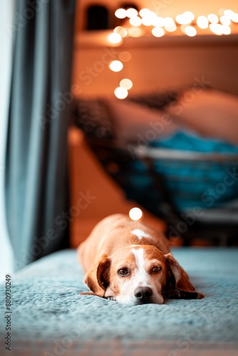 cute young beagle chilling at window side, warm home atmosphere	
