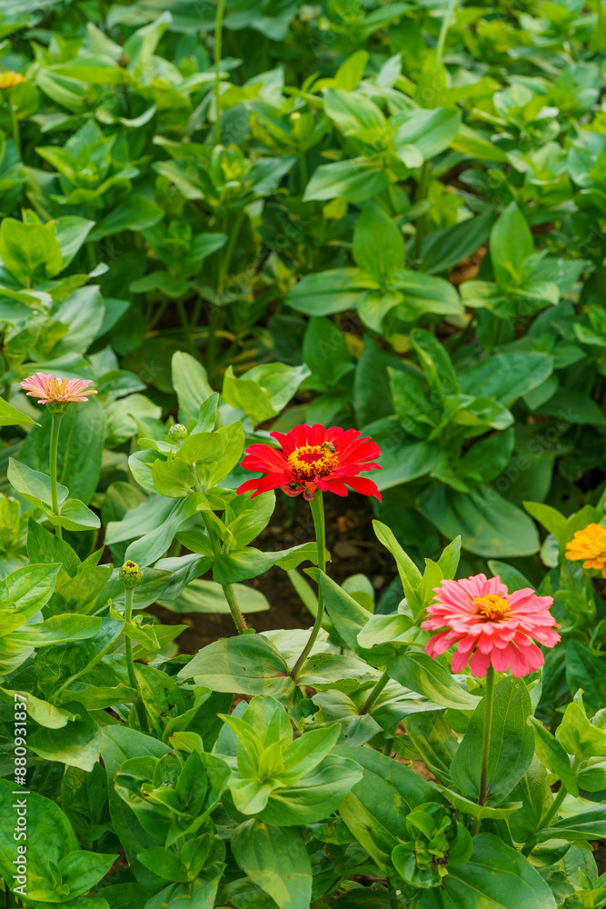 Fototapeta premium Large-scale planting of multi-colored flowers