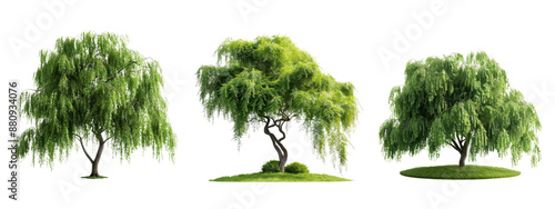 Three lush green weeping willow trees on white background. Perfect for nature, landscape, and greenery projects.
