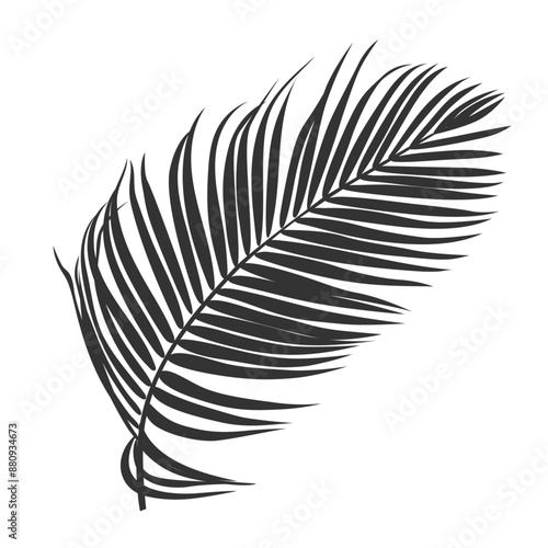 Palm leaf silhouette, outline or shadow isolated on white background. Grey palm leaves.