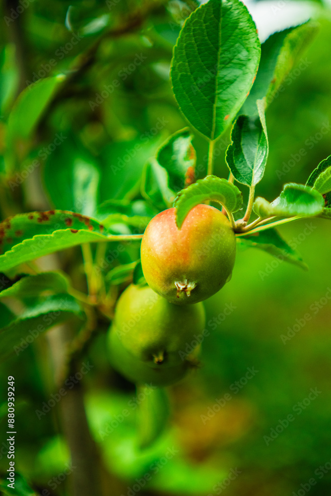 Unripe Growing Apples Close Up on a Branch of an Apple Tree Grown to be Harvested Unripe Growing Apples Close Up on a Branch of an Apple Tree Grown to be Harvested