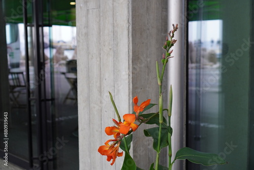 Close up of Canna 'Cannova Orange Shades' flowers blooming outdoors in a pot. Grey wall on a back. Tallinn, Estonia. July 2024. photo