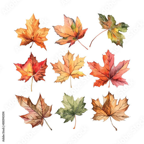 A set of watercolor leaf illustrations, including maple leaves, oak leaves, and birch leaves